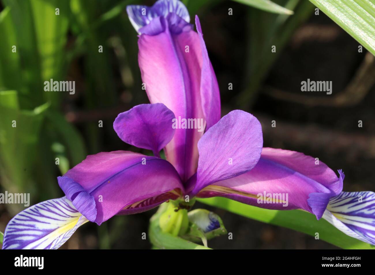 Iris graminea on blurred background.  Blue and violet flowers, almost hidden by narrow, grassy leaves, and a plum scented fragrance. Stock Photo