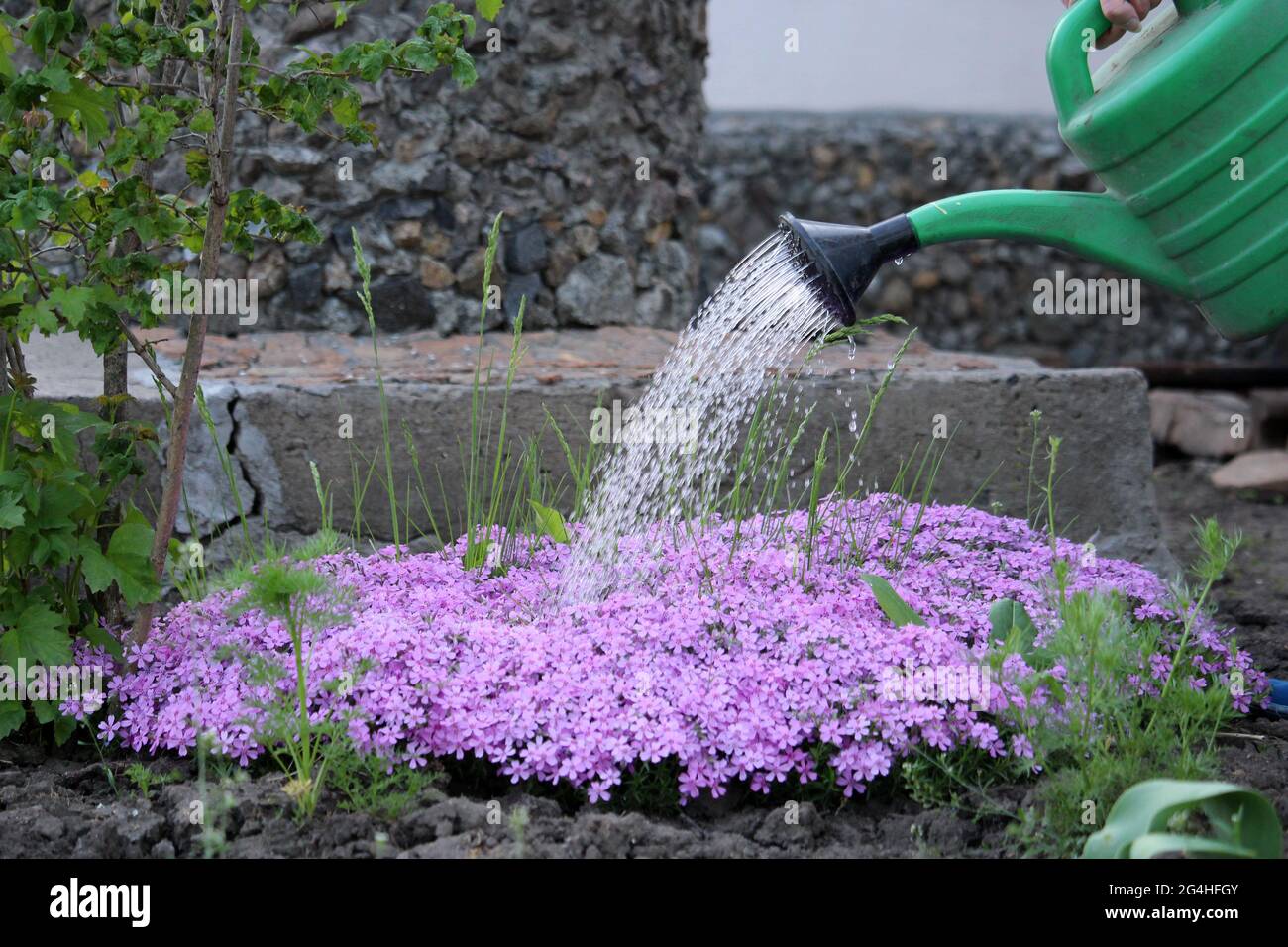 Beautiful flowers Pink Phlox subulata. Spring flowers. Watering flowers. Copy space. Stock Photo