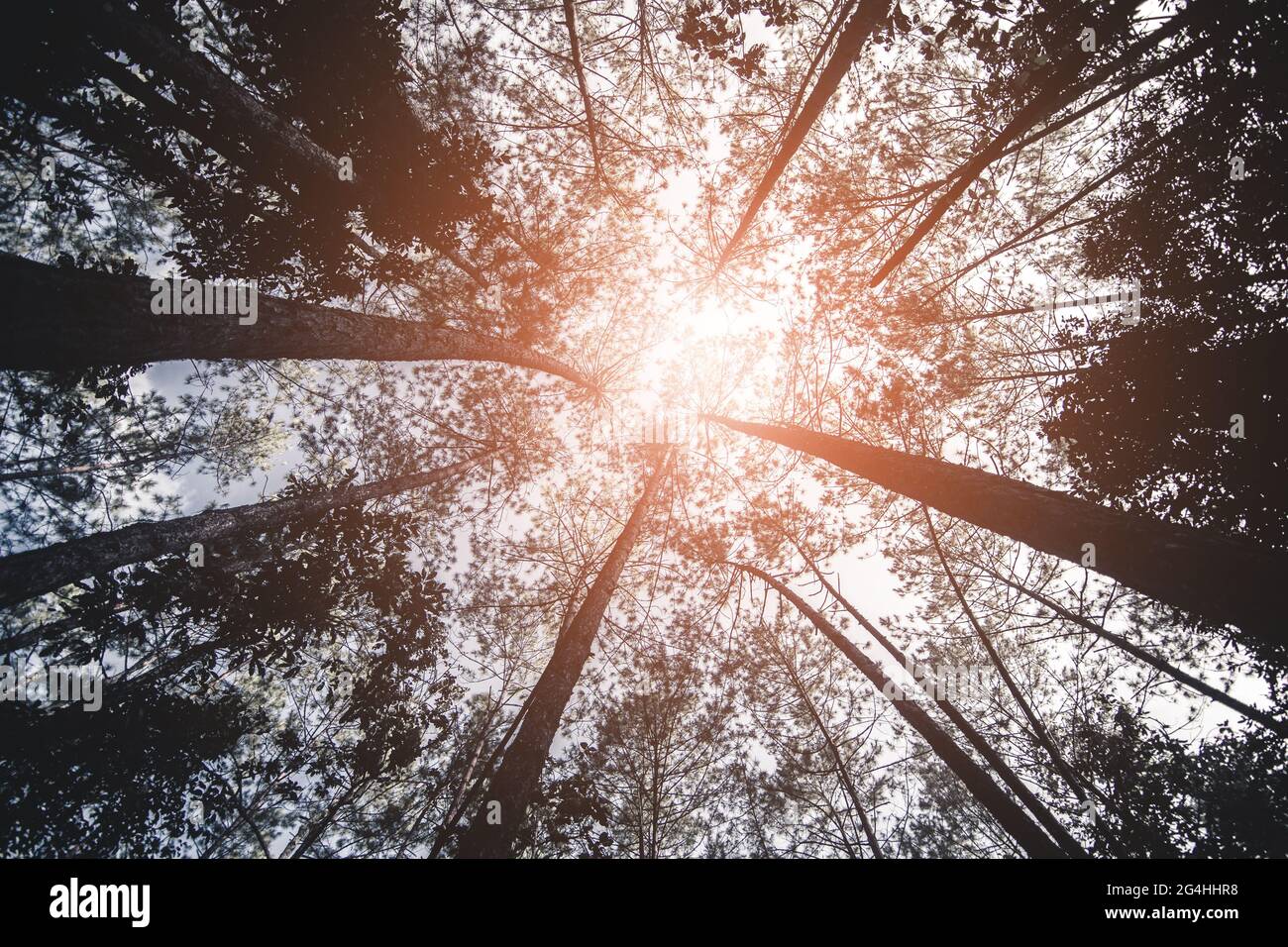 Vector art and jungle background hi-res stock photography and images ...