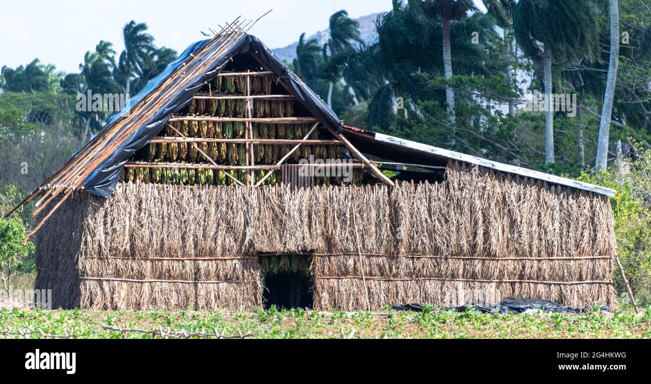 Leaves-drying tobacco house in Cuban farm, rural scene Stock Photo