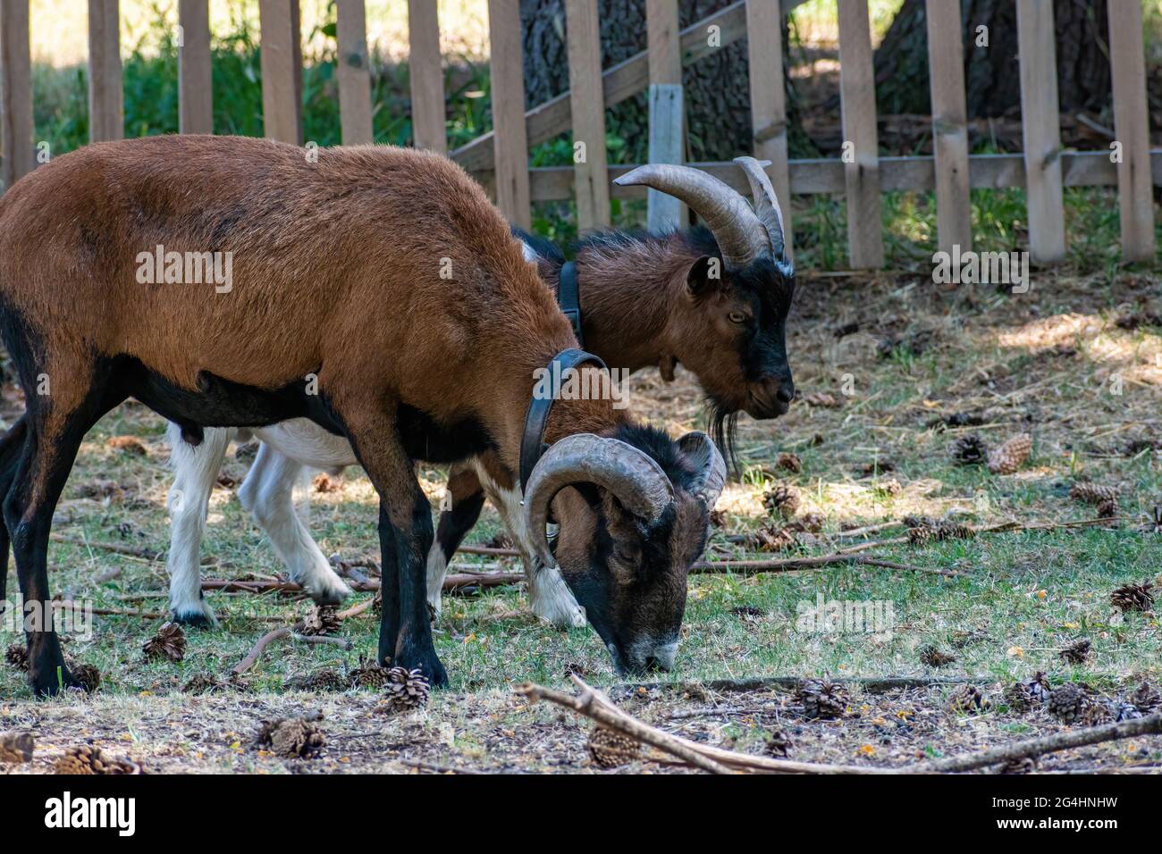 Two adult brown goats with round horns stand in the paddock. Photographs of domestic livestock Stock Photo