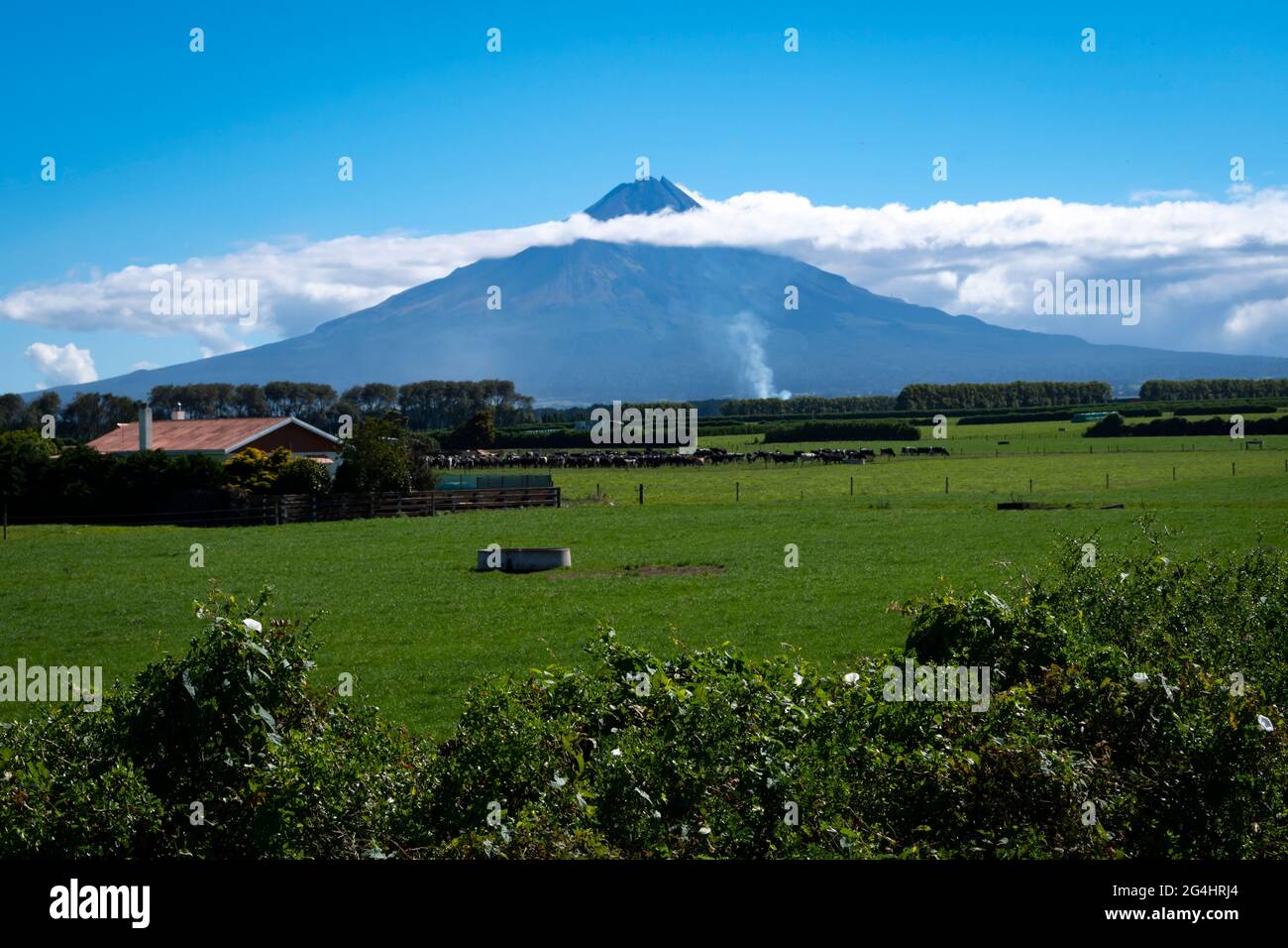 Mount Taranaki (Egmont) and farmland near Eltham, Taranaki, North