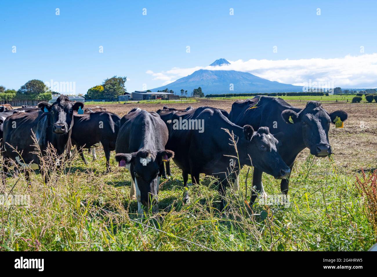Dairy cattle in field with Mount Taranaki in distance, near Stratford