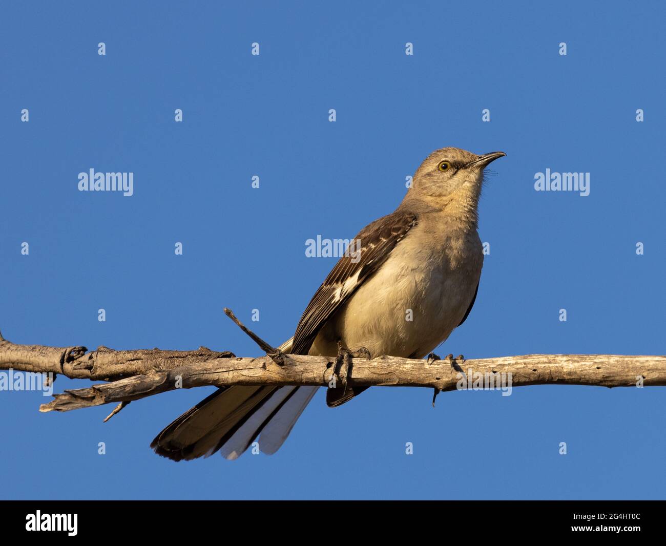 mockingbird portrait Stock Photo