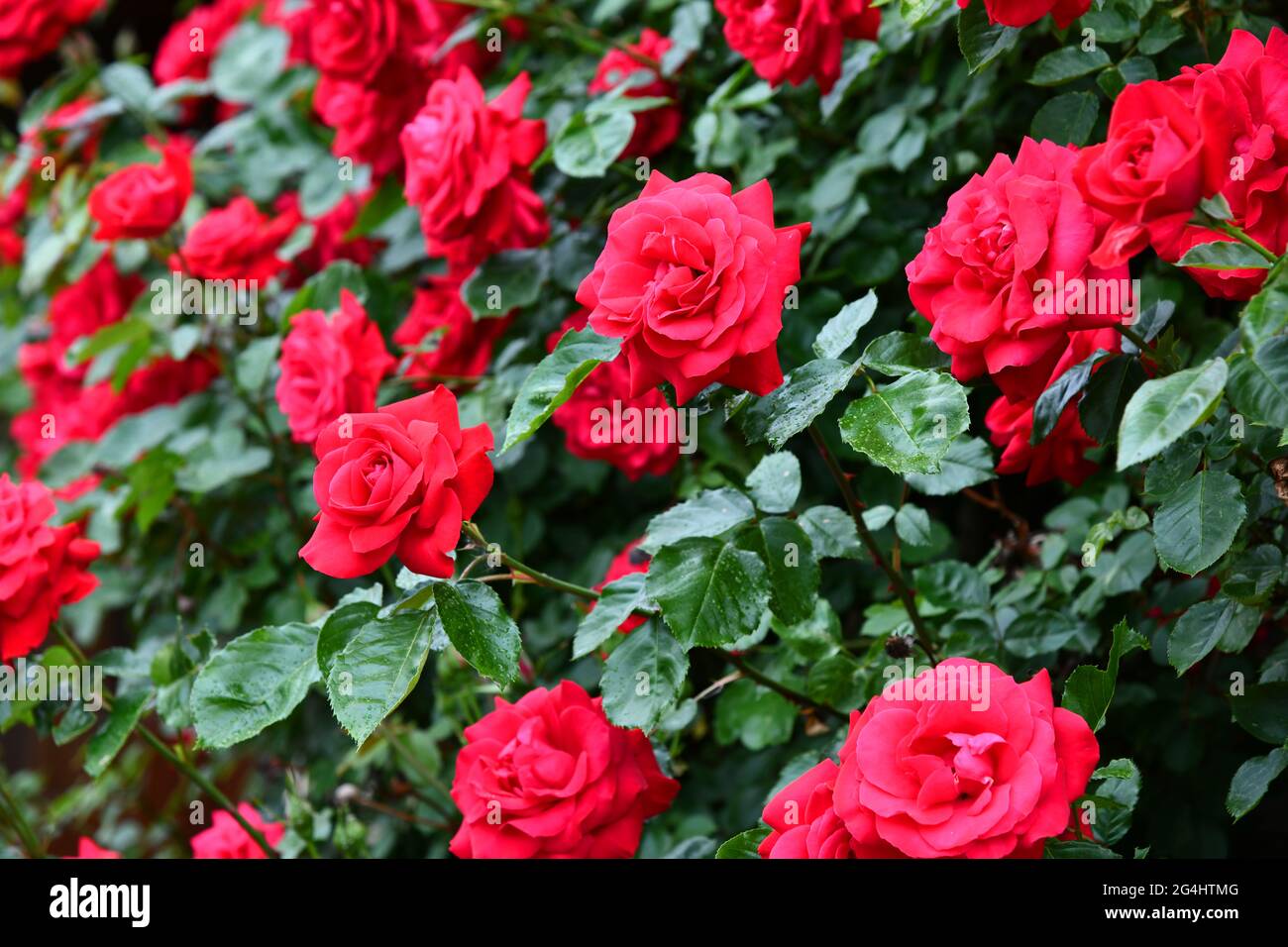 Roses on the house hi-res stock photography and images - Alamy