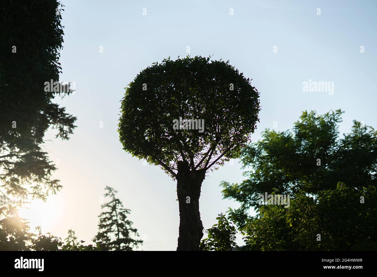Rounded ball shape tree hi-res stock photography and images - Alamy