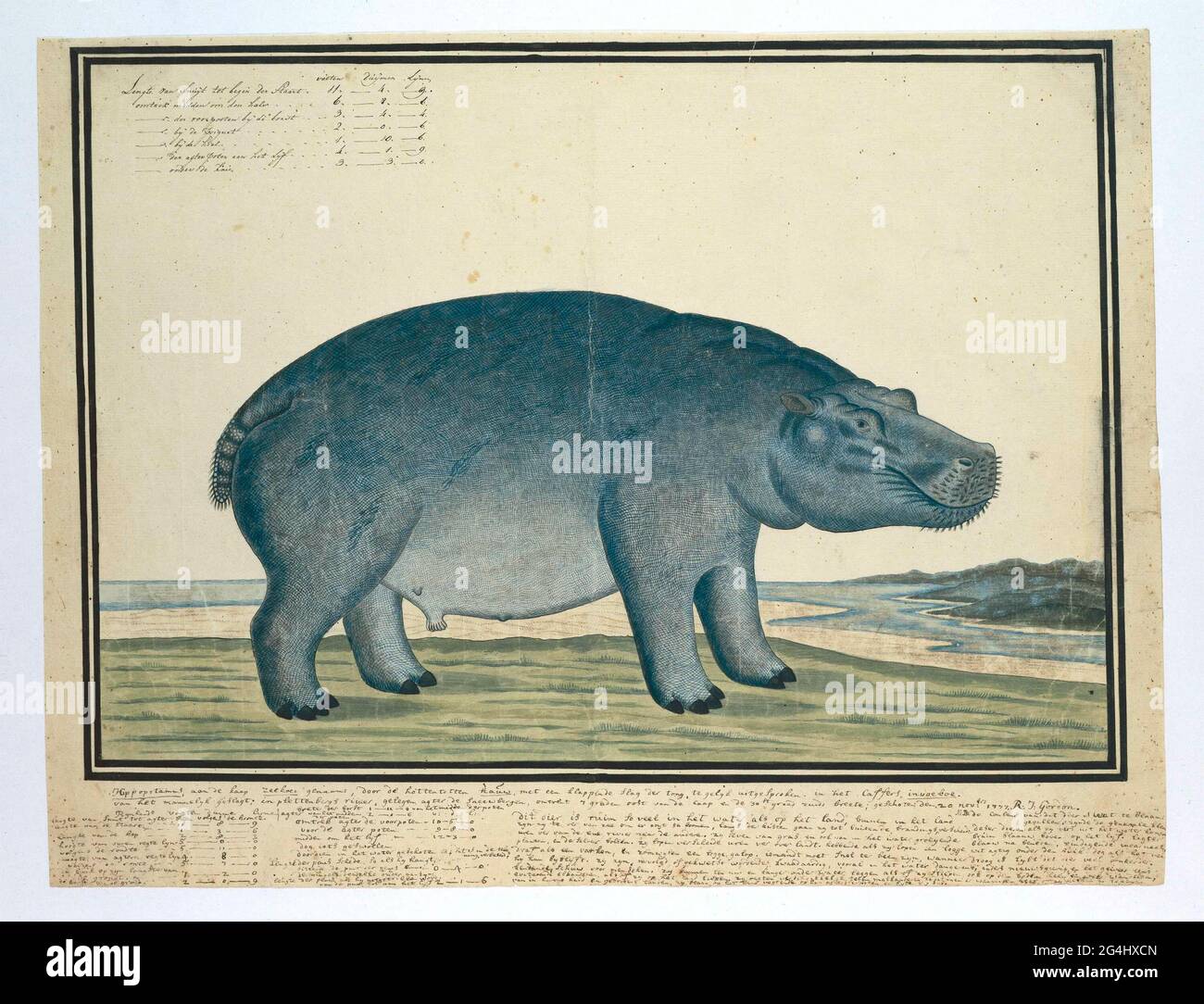 . A hippopotamus (amphibius hippopotamus, called the cape seaoe feed