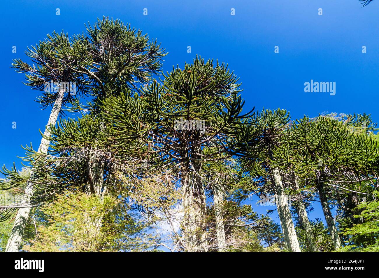 Araucaria trees in National Park Huerquehue, Chile. The tree is called Araucaria araucana (commonly: monkey puzzle tree, monkey tail tree, Chilean pin Stock Photo