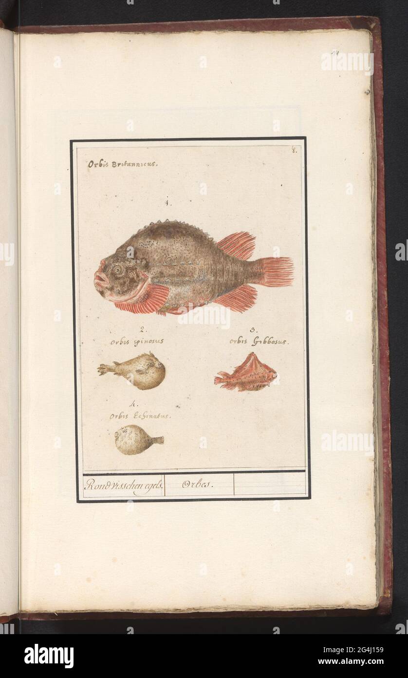 Puffer fishing (tetraodontidae); Around fishing hedgehogs. / Orbes. Bullet  fishing 1-4. Numbered at the top right: 8. With the Latin names. Part of  the sixth album with drawings of fish, shells and