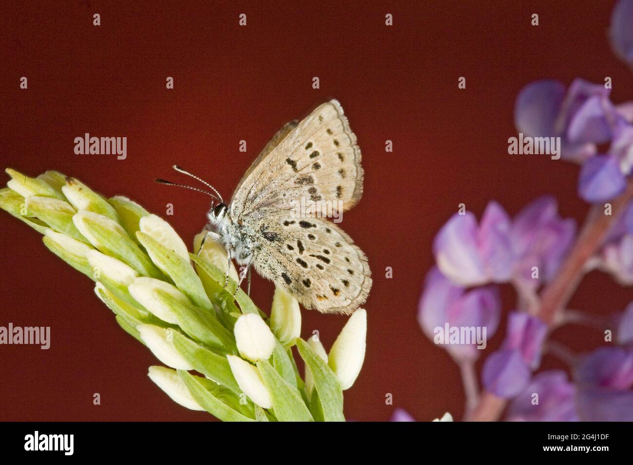 Portrait of a greenish-blue butterfly, Icaricia saepiolus, perching on a wildflower in the Ochoco Mountains of central Oregon, June, McKay Canyon area Stock Photo