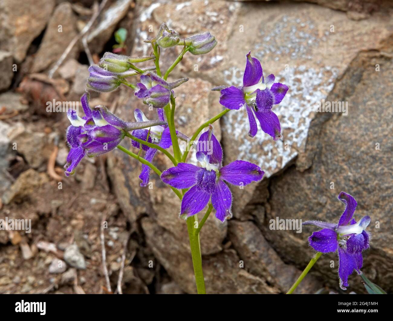 Two-lobe larkspur, Delphinium nuttallianum, growing wild in the Cascade Mountains of central Oregon. Stock Photo