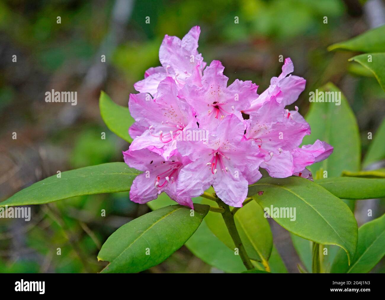 Portrait of the bloom of a pink, Pacific rhododendron, Rhododendron macrophyllum, growing in the Cascade Mountains of central Oregon. Stock Photo