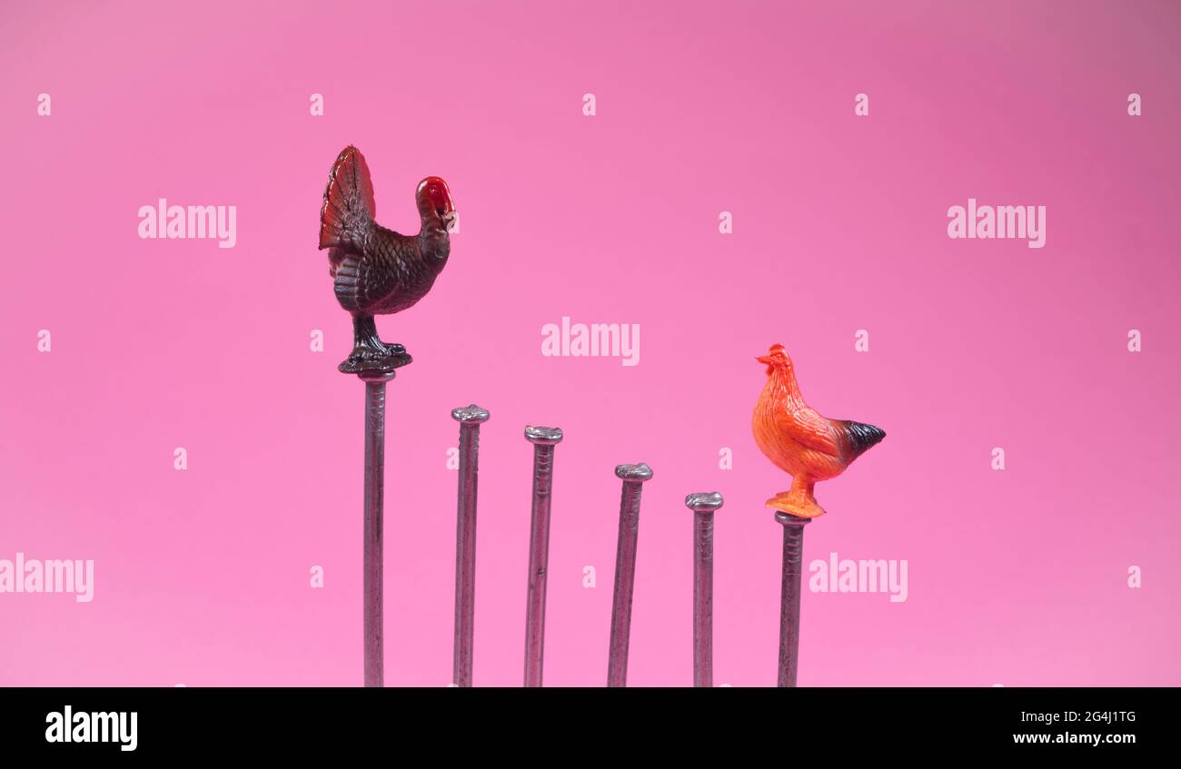 Kids toys rooster and turkey standing on the opposite side of ladder of success. Funny business and market fight idea. Career opportunity concept. Stock Photo