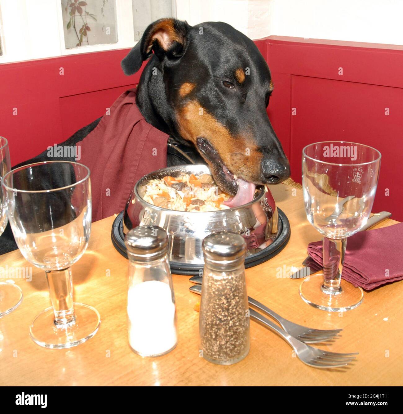 AFTER ORDERING FROM THE DOGS MENU MAX TUCKS INTO HIS MEAL AT THE TEMPEST RESTAURANT IN CHRISTCHURCH DORSET PIC MIKE WALKER, 2008 Stock Photo