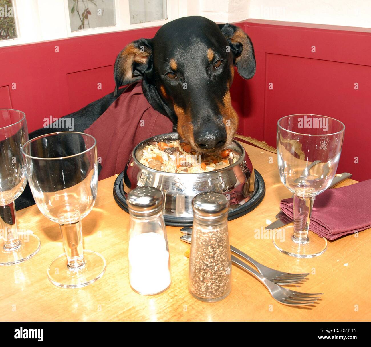 AFTER ORDERING FROM THE DOGS MENU MAX TUCKS INTO HIS MEAL AT THE TEMPEST RESTAURANT IN CHRISTCHURCH DORSET PIC MIKE WALKER, 2008 Stock Photo