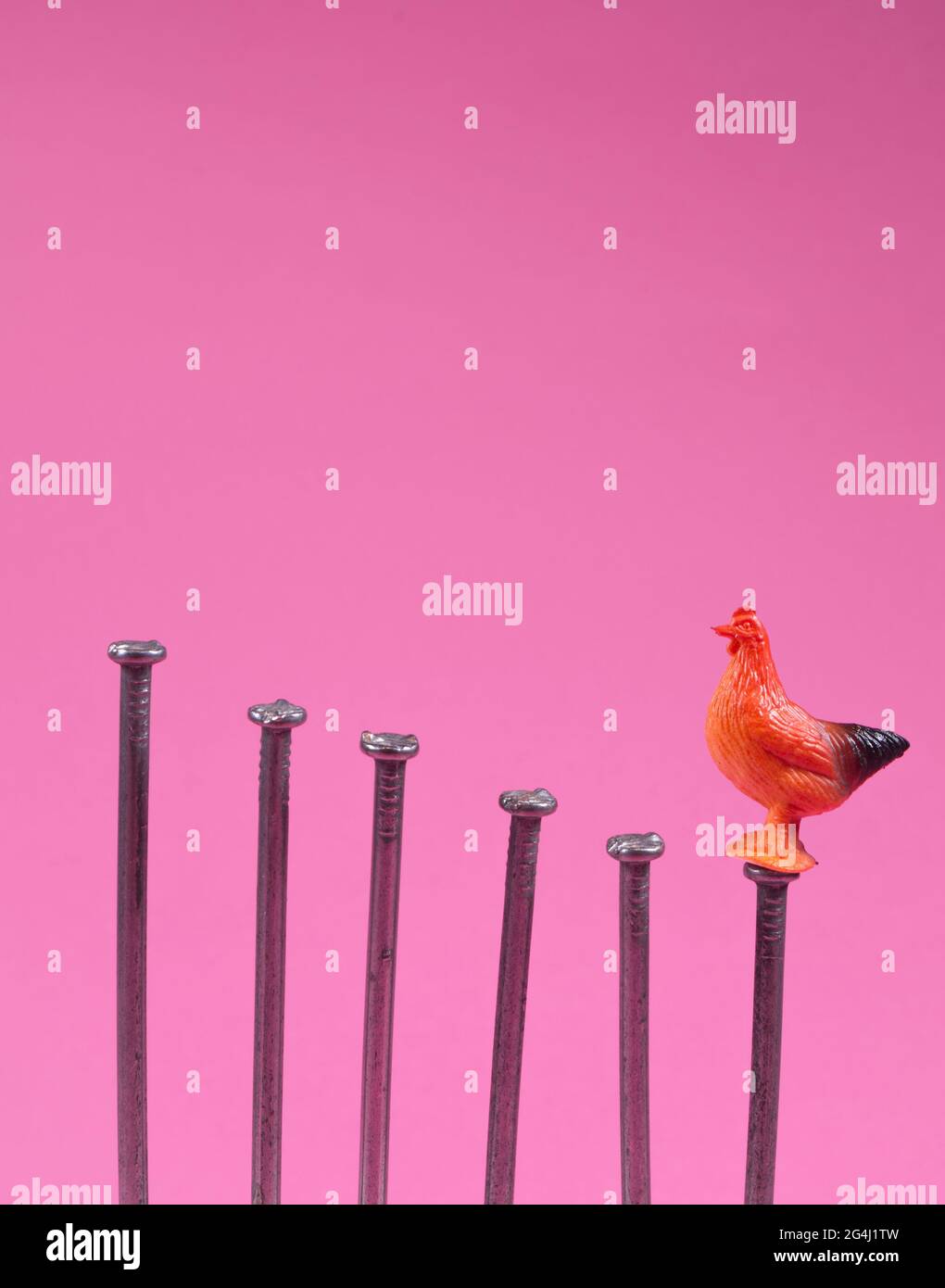 Kids toy rooster chicken climbing ladder to success. Stairway made of steel nails. Funny business idea. Minimal abstract success concept. Copy space. Stock Photo