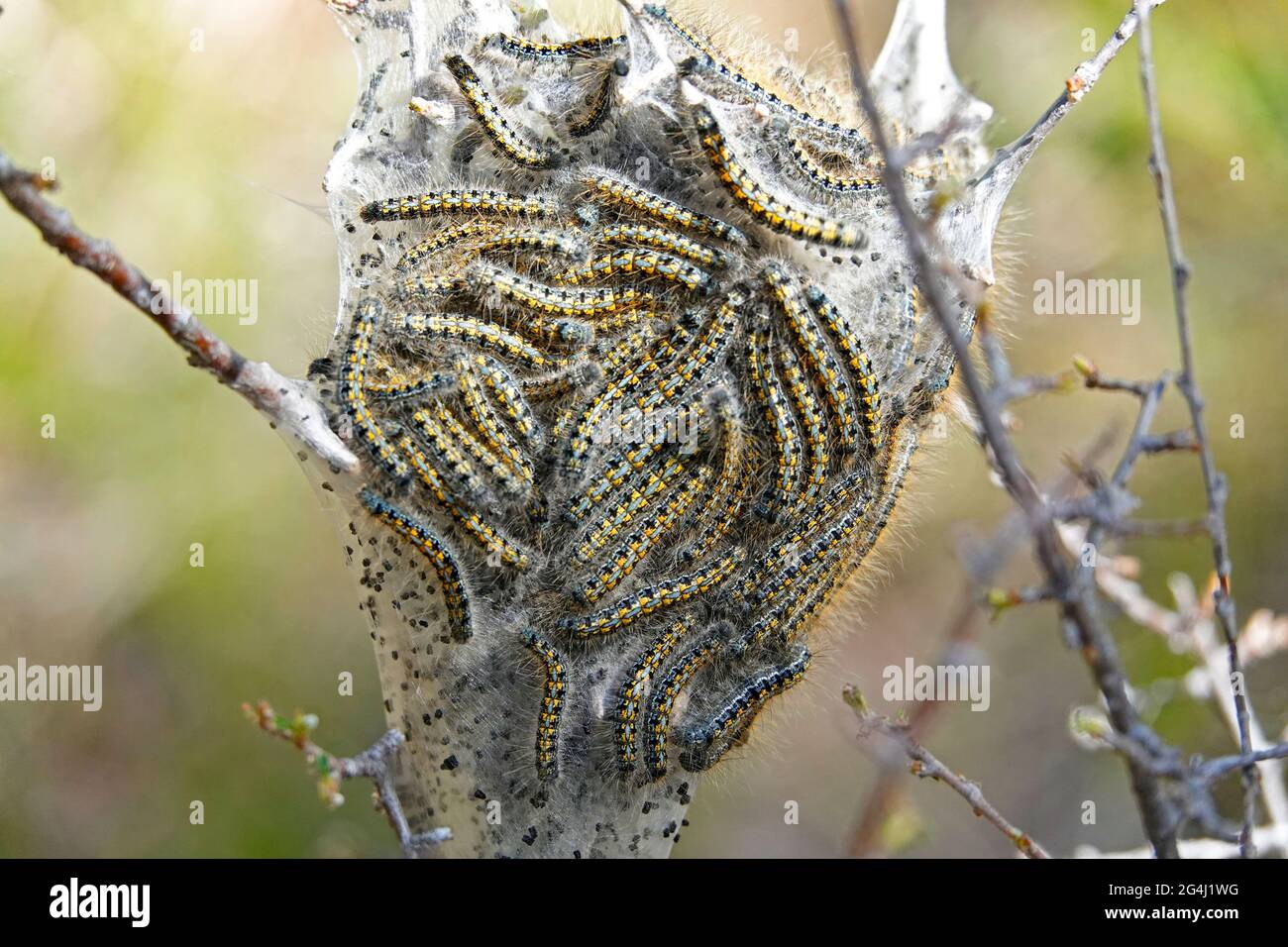 A large nest of western tent caterpillars, Malacosoma californicum,in a silk cocoon, in the