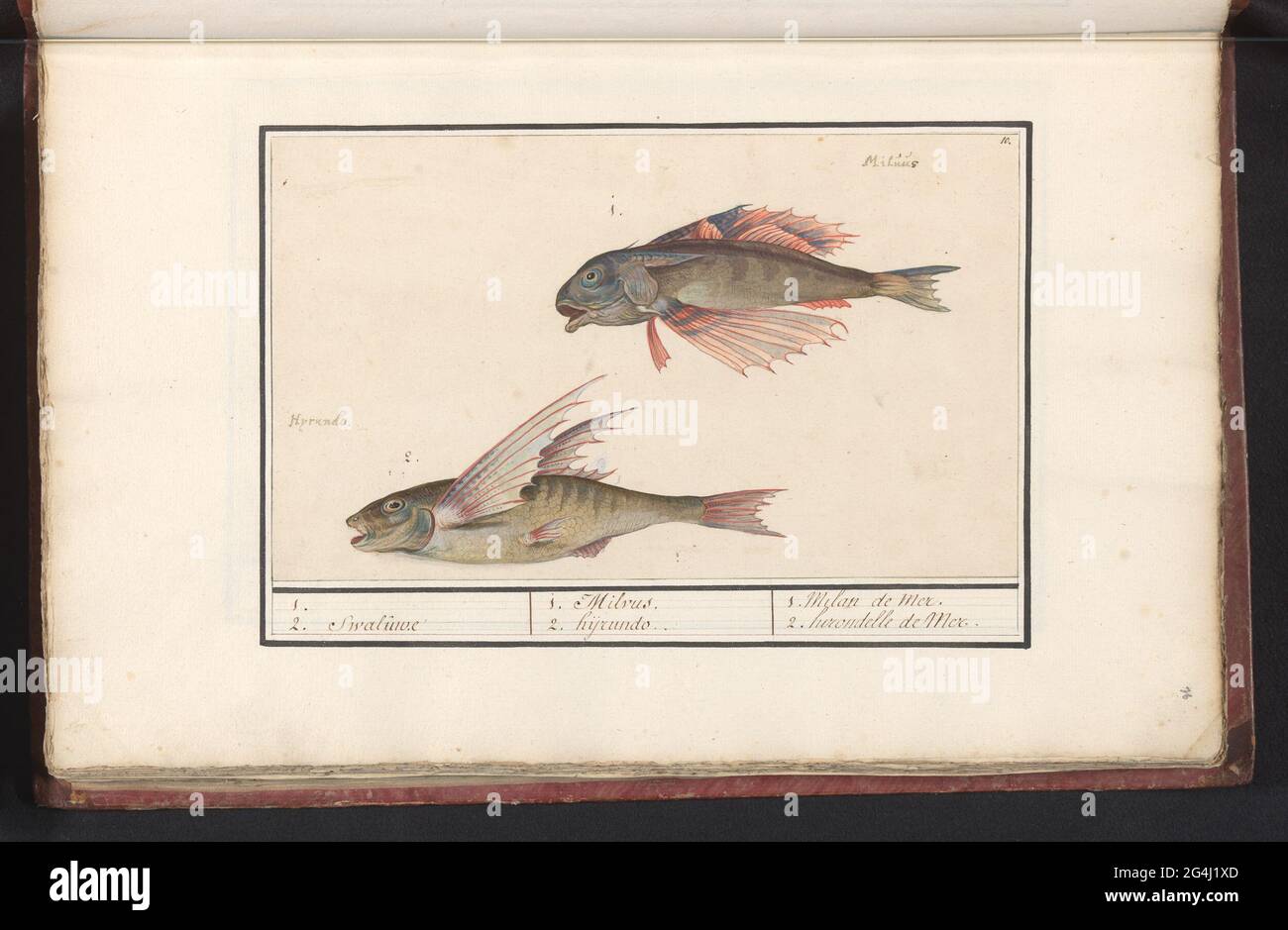 Red poon (Chelidonichthys Lucerna) and flying fish (Exacoetidae); 1. 2. Swaluwe / 1. Milvus 2. Hyrundo. / 1. Milan de Mer 2. Hirondelle de Mer. Red Poon and a flying fish. Numbered at the top right: 10. With the Latin names. Part of the sixth album with drawings of fish, shells and insects. Sixth of twelve albums with drawings of animals, birds and plants known around 1600, commissioned by Emperor Rudolf II. With explanation in Dutch, Latin and French. Stock Photo