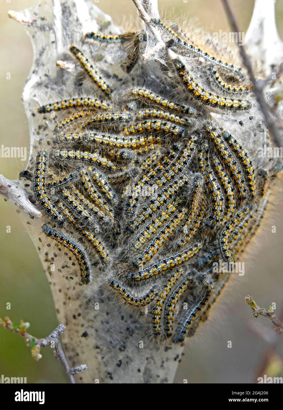 A large nest of western tent caterpillars, Malacosoma californicum,in a silk cocoon, in the