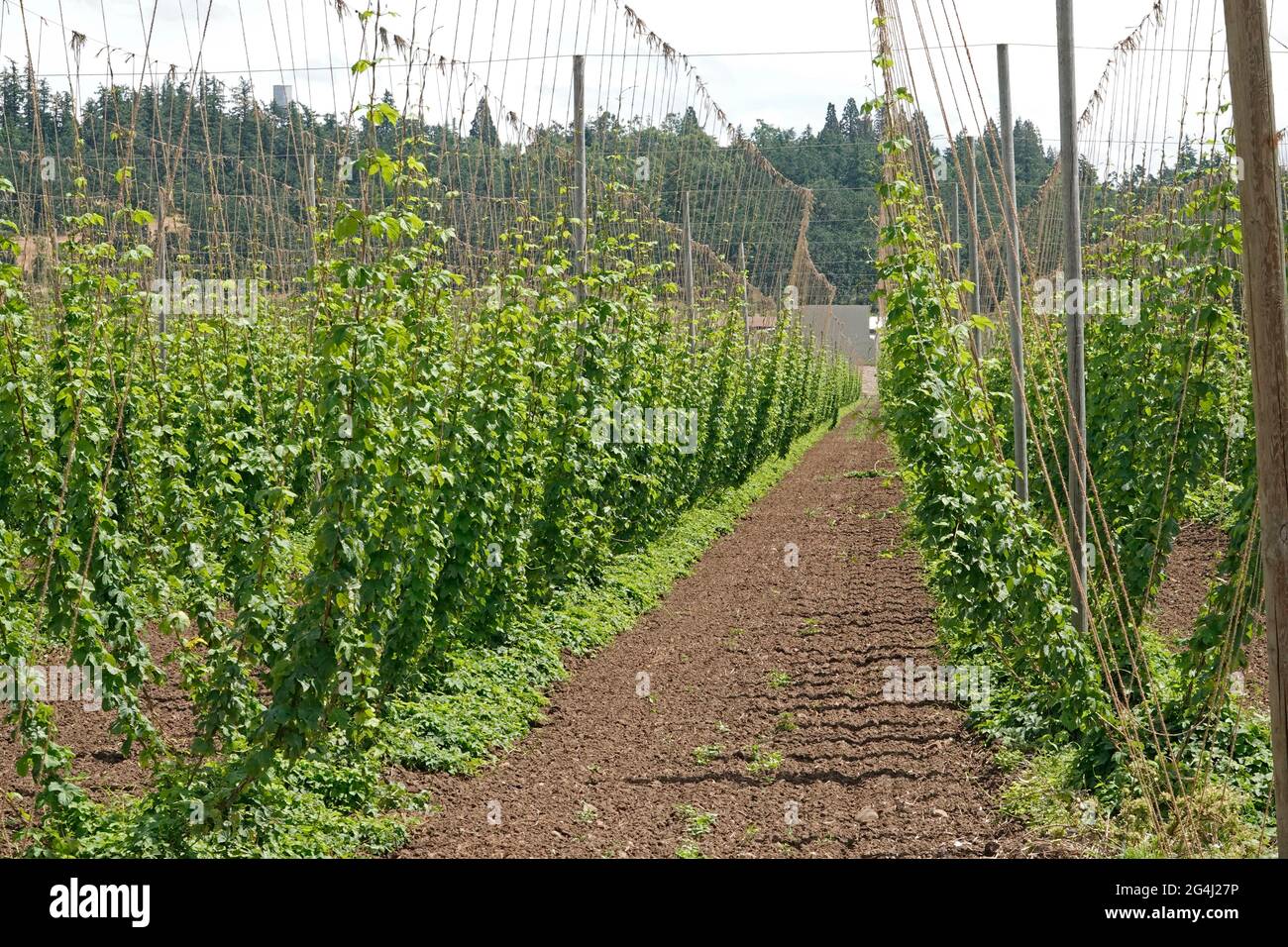 A field of Hops growing on a farm  in the Willamette Valley near Gervais, Oregon Stock Photo