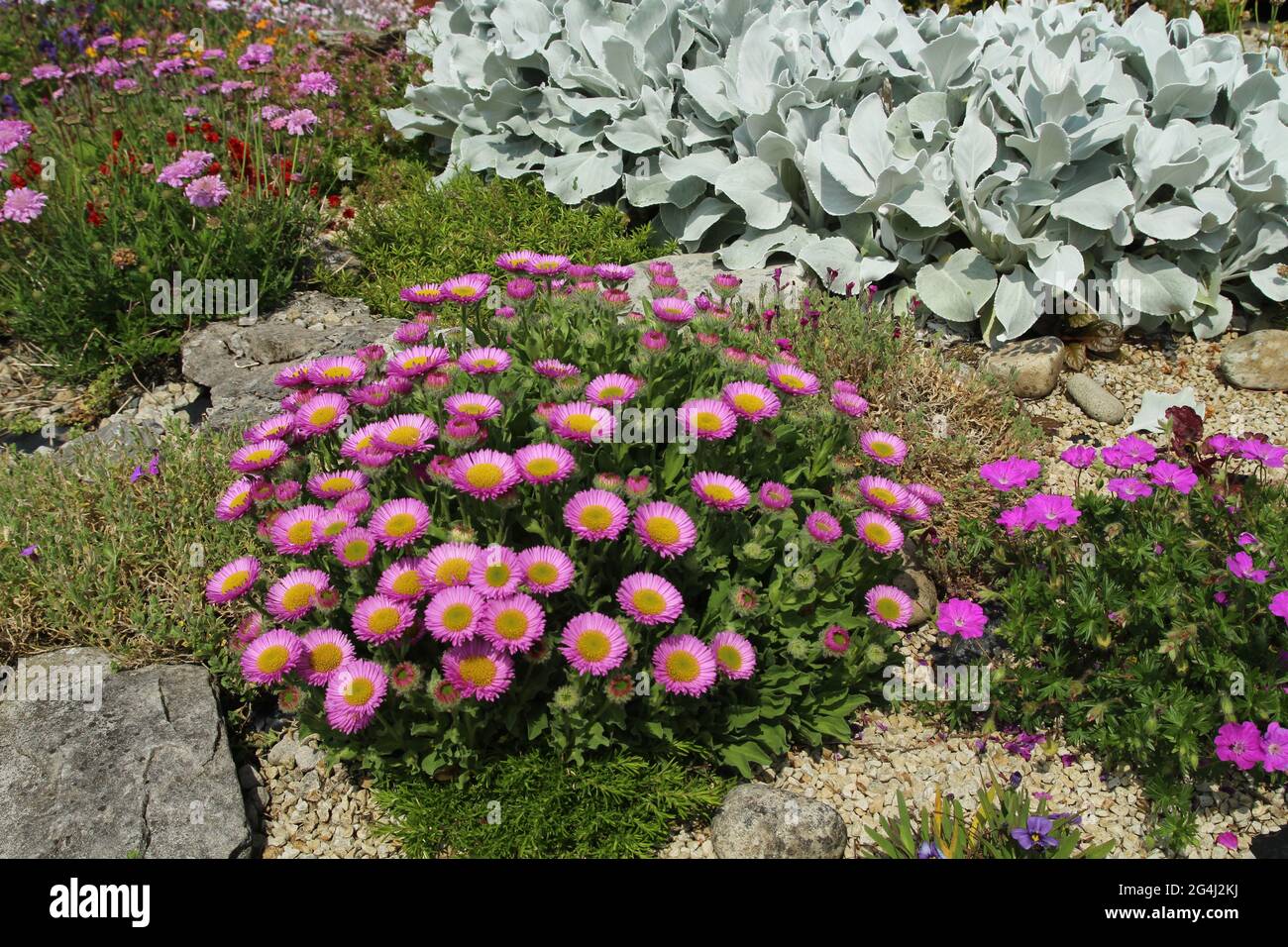 Garden rockery featuring Erigeron glaucus 'Seaside Daisy' flowers and Senecio 'Angel Wing' plant in blossom Stock Photo