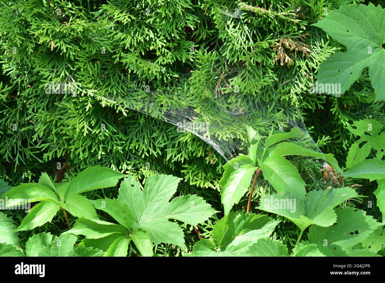 Cobweb between the needles of the thuja and the leaves of the tree. Summer. Stock Photo