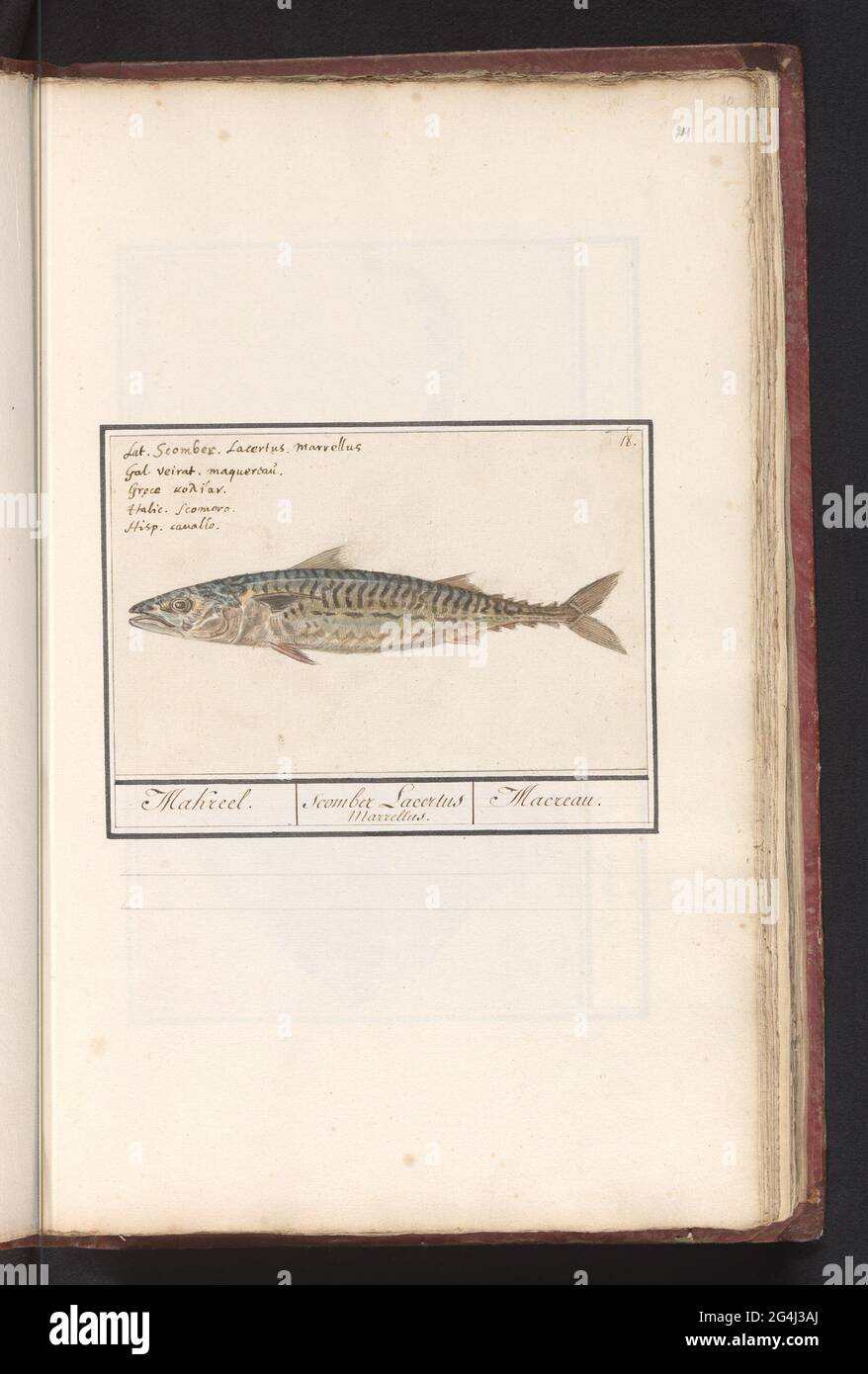 Mackerel (Scomber Scombrus); Mackerel. / Scomber Lacertus Marrellus. / Macreau .. mackerel. Numbered at the top right: 18. Above the name in five languages. Part of the sixth album with drawings of fish, shells and insects. Sixth of twelve albums with drawings of animals, birds and plants known around 1600, commissioned by Emperor Rudolf II. With explanation in Dutch, Latin and French. Stock Photo