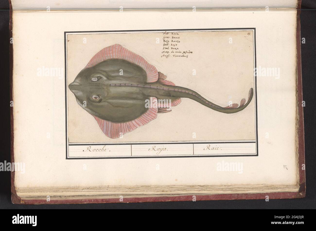 Ray (batoidea or rajomorphii); Rocche. / Raya. / Raie .. Rog. Numbered ...