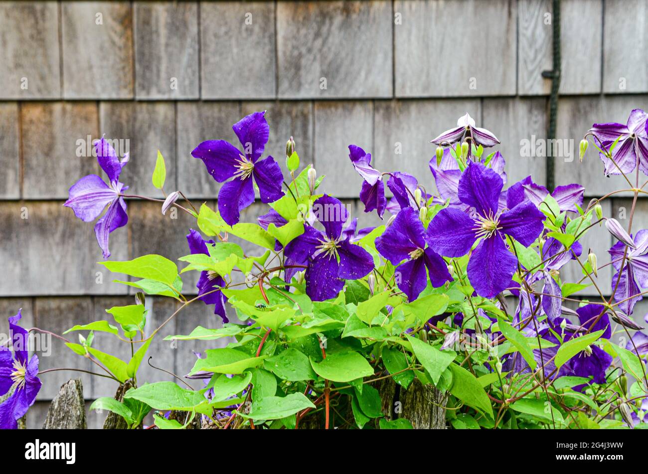Purple clematis flowers and lime-green foliage on the backdrop of grey weathered wood shingles. Copy space. Friendship, Maine, USA. Stock Photo