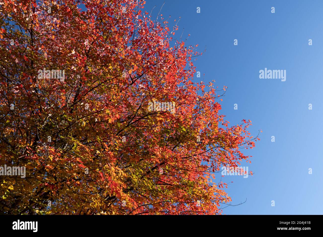 Low angle shot of a maple tree against the blue sky Stock Photo - Alamy
