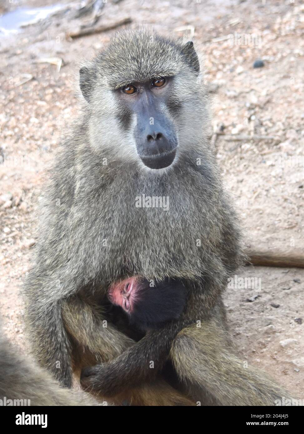 Olive Baboon mother with tiny nursing baby. (Papio anubis). Closeup. Stock Photo