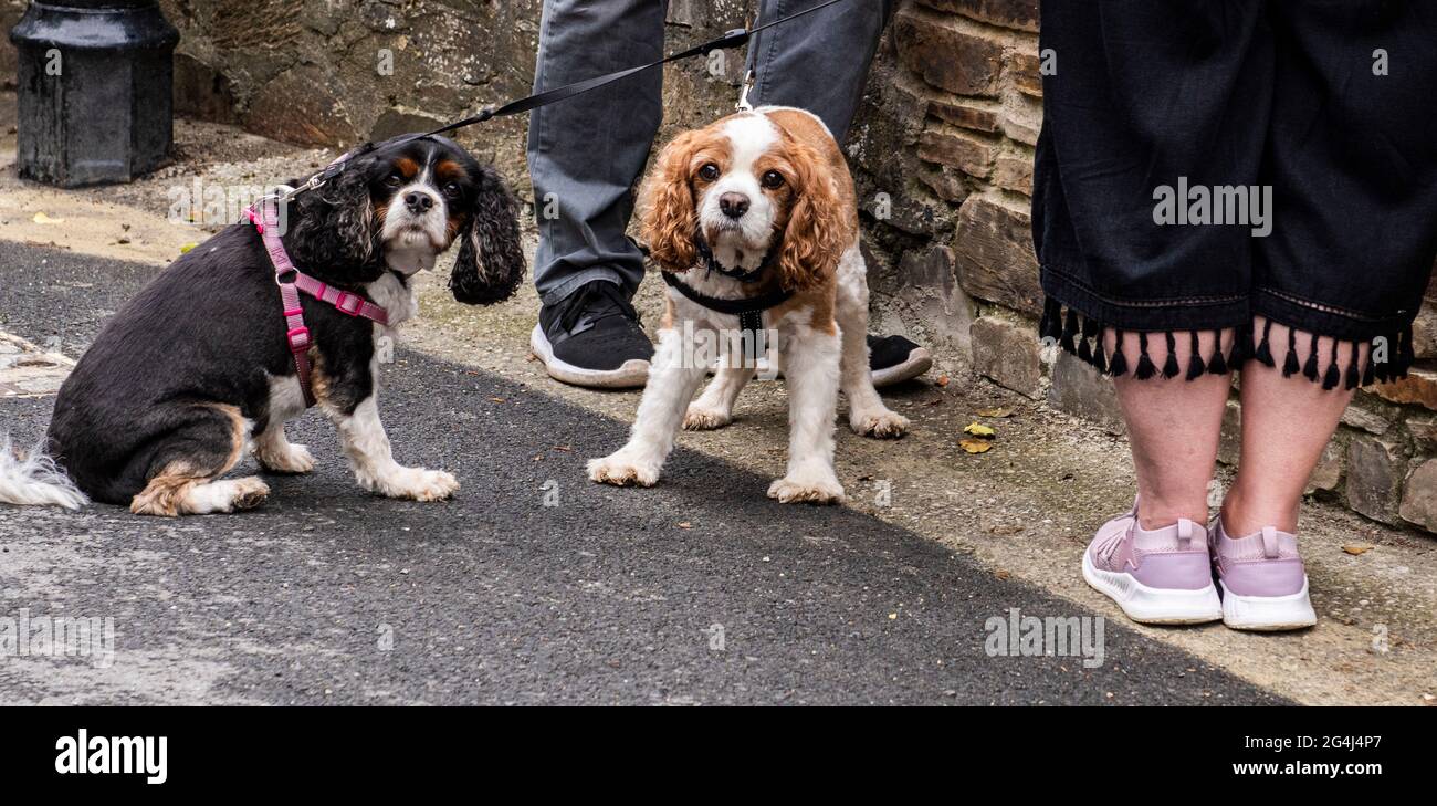 Pet dogs staying by couple's feet, Fowey, Cornwall Stock Photo