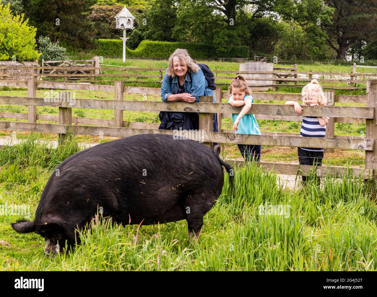 Mother and daughters visiting pig enclosure, Lost Gardens of Heligan, Cornwall. Stock Photo