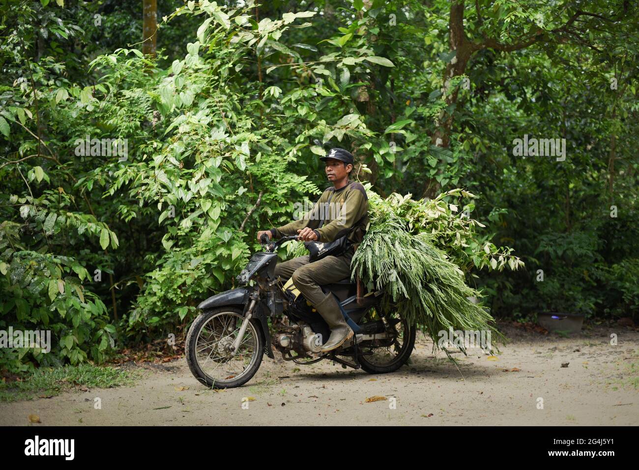 A national park ranger riding motorcycle, carrying tree leaves that are suitable to feed rhino at Sumatran Rhino Sanctuary in Way Kambas National Park, Lampung, Indonesia. Stock Photo
