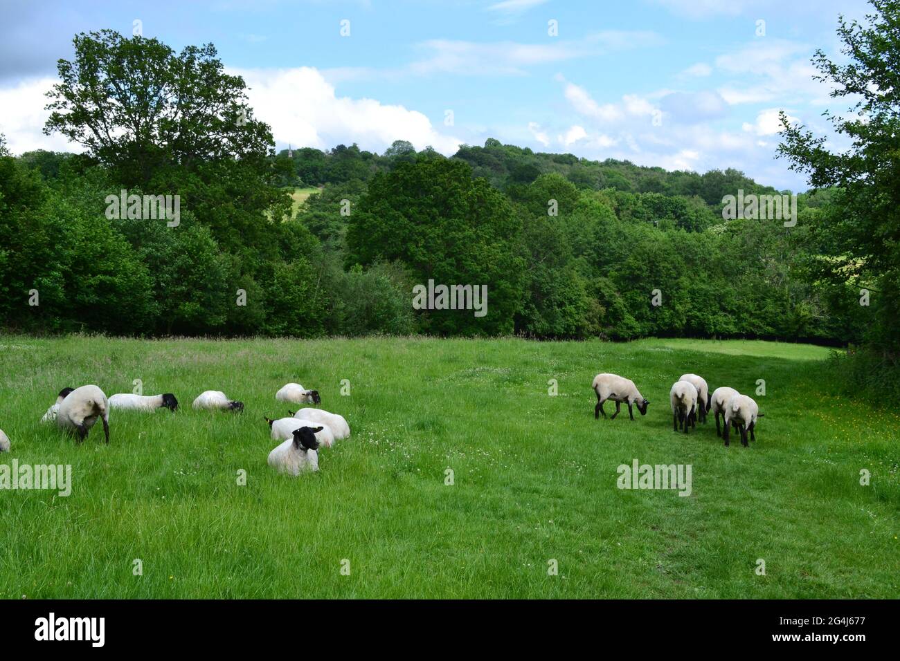 Small herd of Bleu du Maine sheep at Ide Hill, Kent, by Scord Wood on the Greensand Ridge, Kent Weald, near Westerham/Sevenoaks Stock Photo