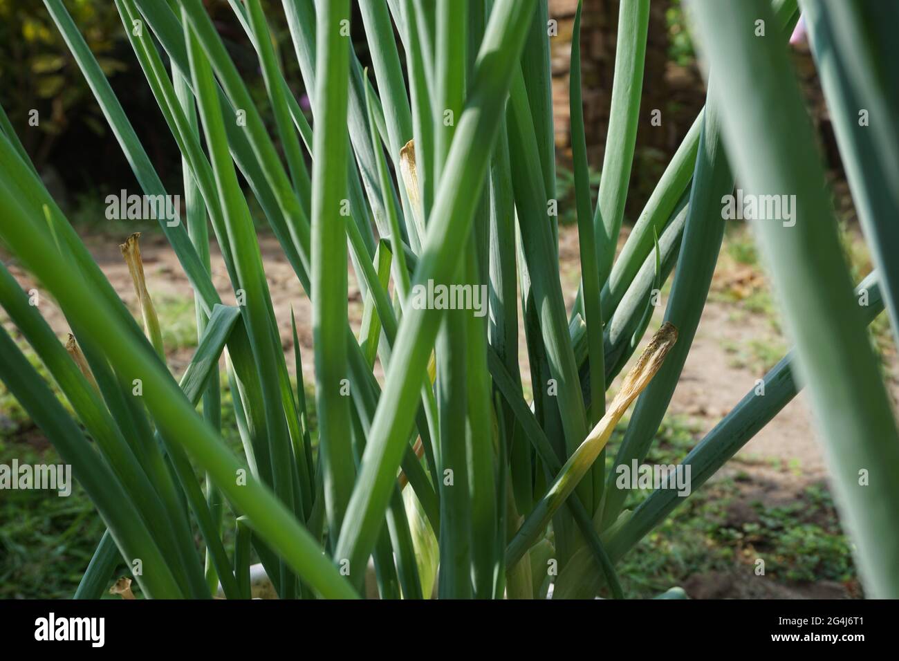 Green spring onion with a natural background. Indonesian call it bawang ...