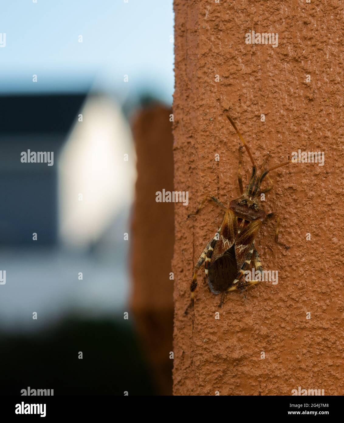 A Western Conifer Seed Bug on the side of a porch. Stock Photo