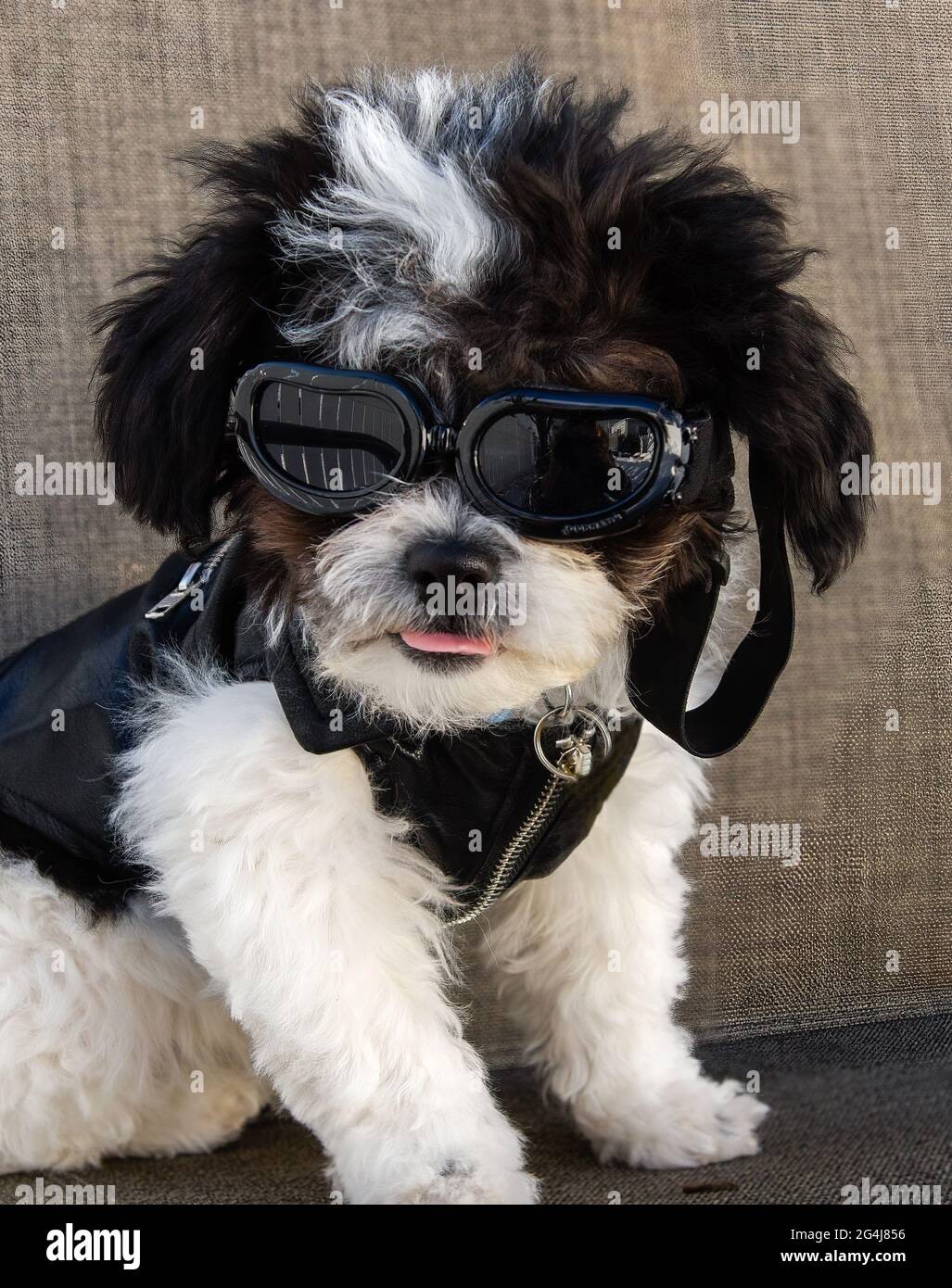 Small, black and white puppy wearing sunglasses and a leather jacket with his pink tongue out. Stock Photo