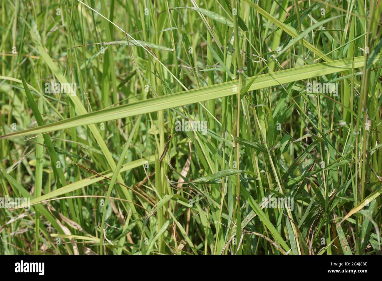 Cogon grass with a natural background. Stock Photo
