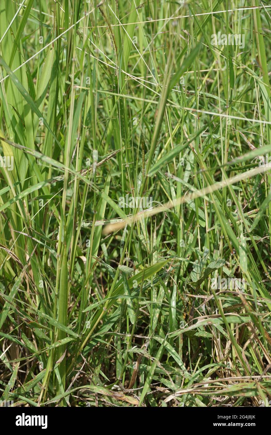 Cogon grass with a natural background. Stock Photo