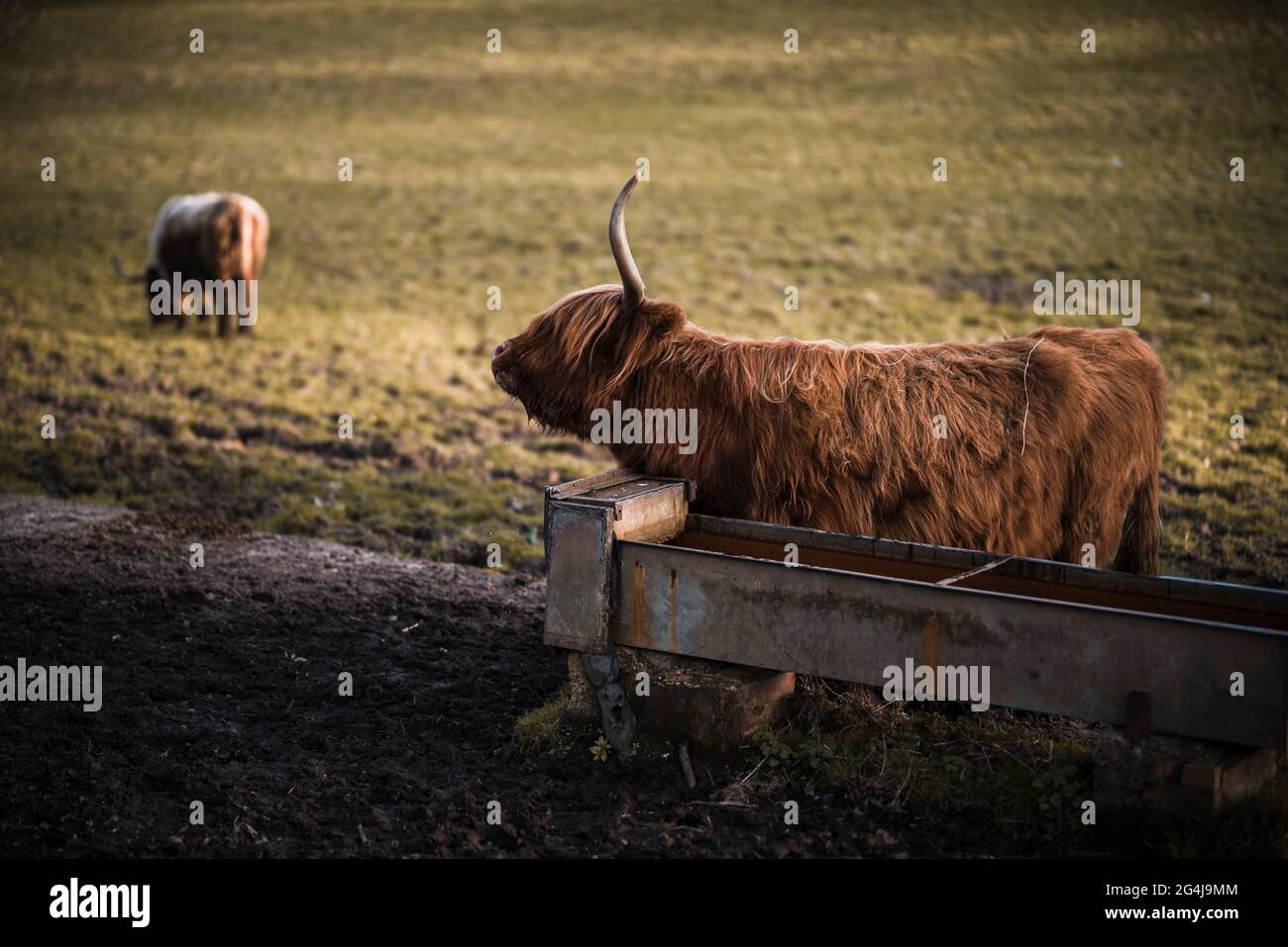 Highland Coos drinking Stock Photo Alamy Highland Coos drinking Stock Photo Alamy