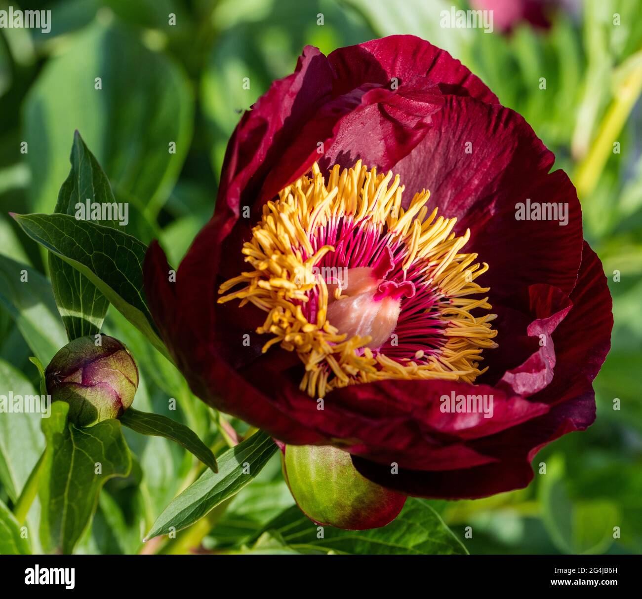‘Chocolate Soldier’ Common garden peony, Luktpion (Paeonia lactiflora