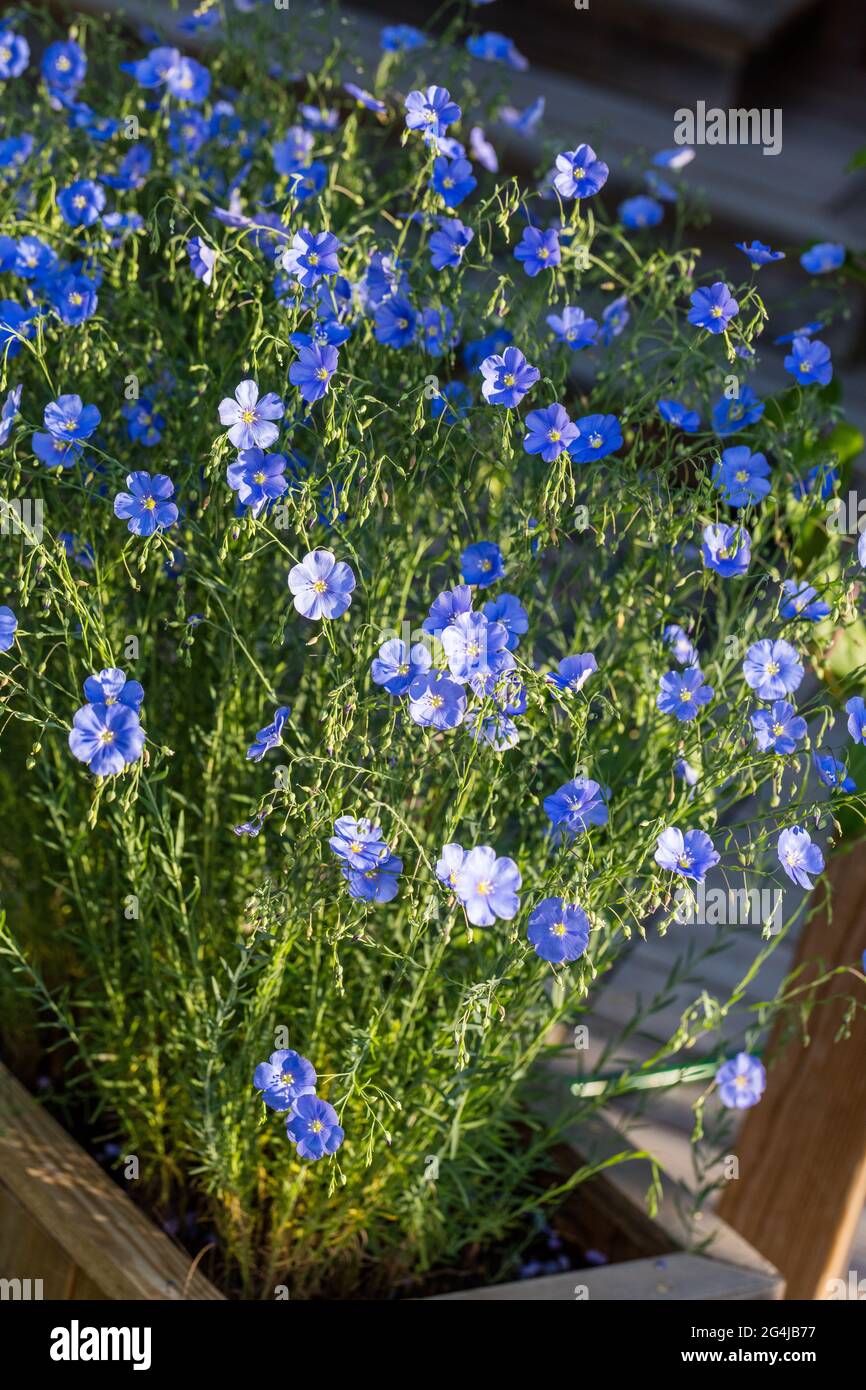 Perennial Flax, Berglin (Linum perenne) Stock Photo