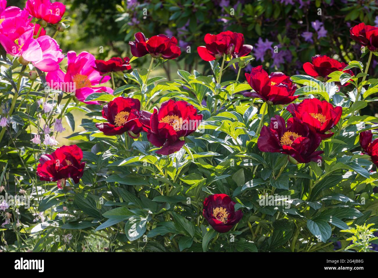 'Chocolate Soldier' Common garden peony, Luktpion (Paeonia lactiflora) Stock Photo