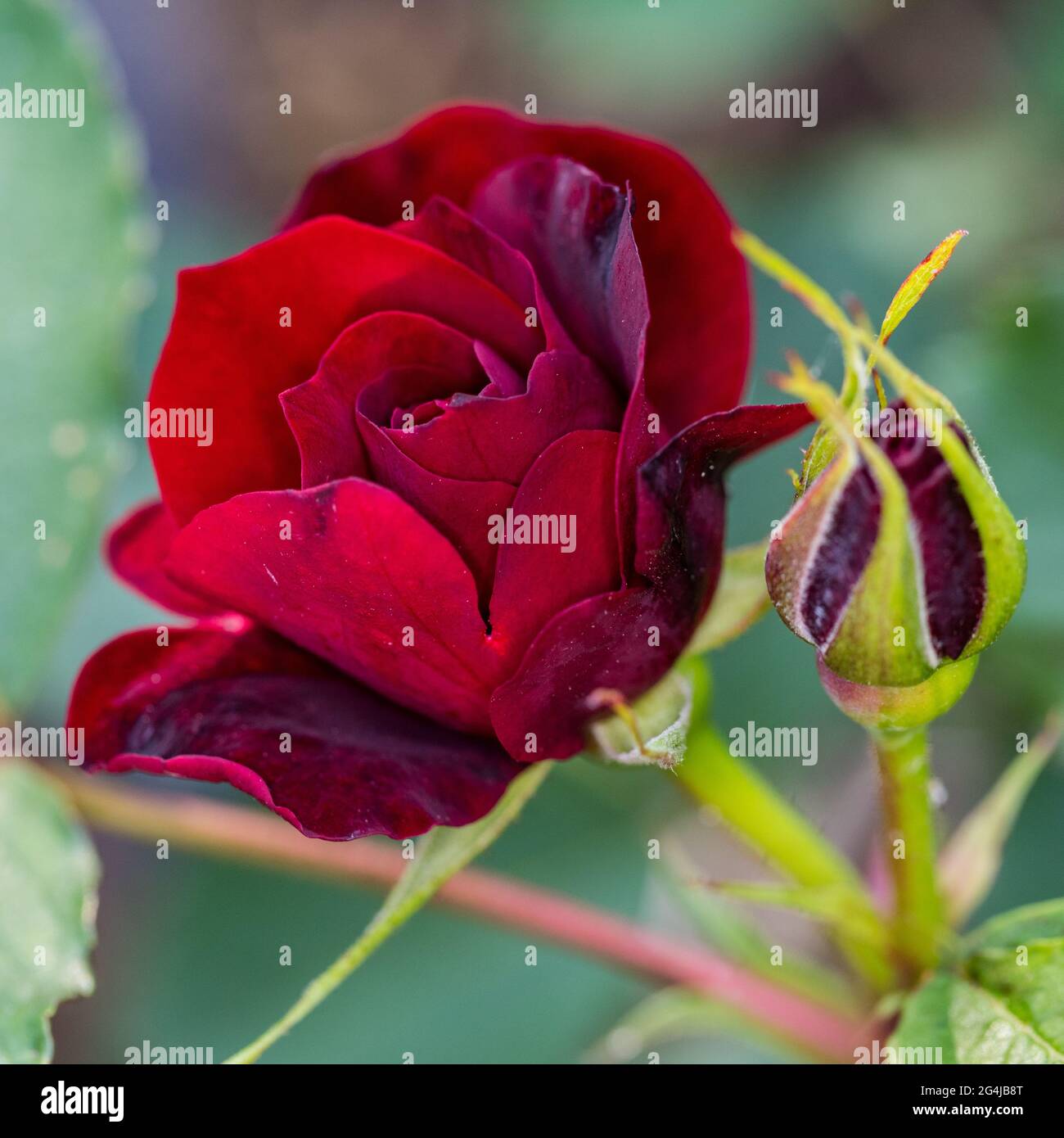 'Hope for Humanity' Shrub Rose, Buskros (Rosa Stock Photo - Alamy