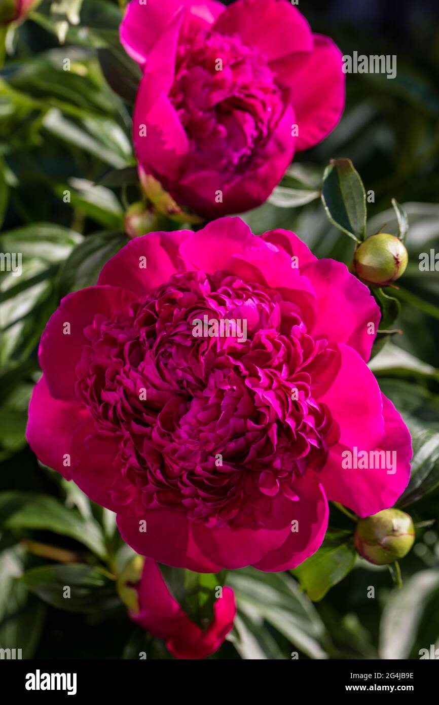 'Felix Crouss' Common garden peony, Luktpion (Paeonia lactiflora) Stock Photo