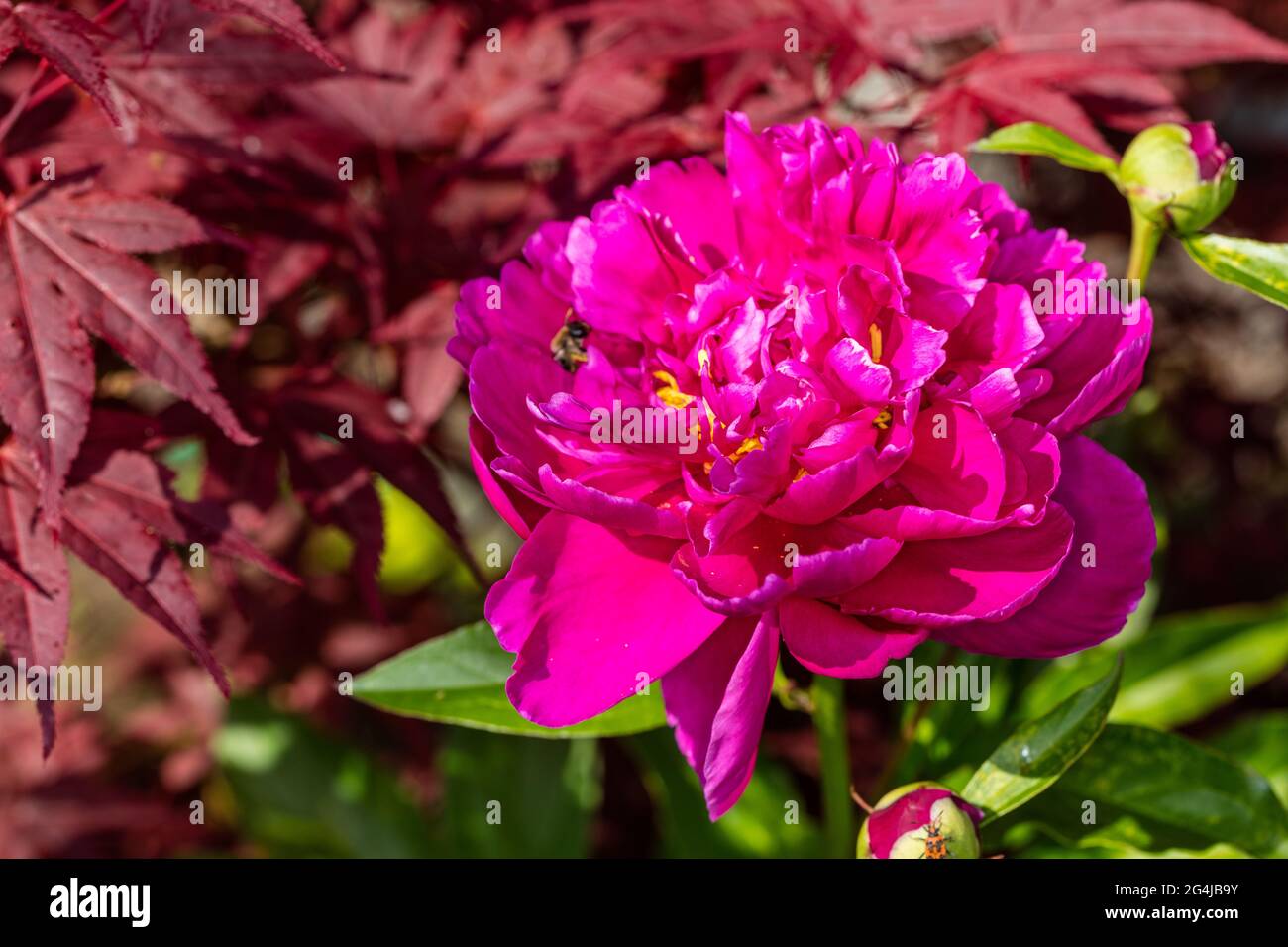 'Karl Rosenfield' Common garden peony, Luktpion (Paeonia lactiflora) Stock Photo