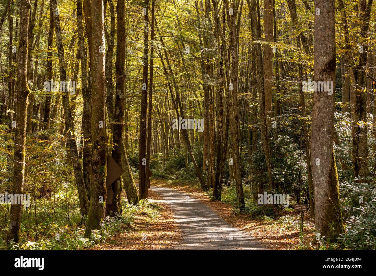 Fall Colors Begin to Emerge Along Forest Dirt Road through the Smokies