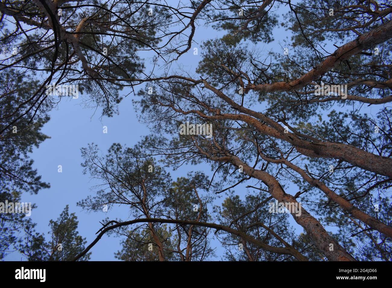Low angle shot of tall trees in the forest with a blue sky in the ...