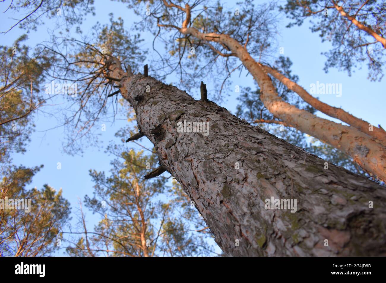 Low angle shot of tall trees in the forest with a blue sky in the ...